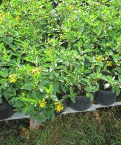 Bán cây kim đồng vàng