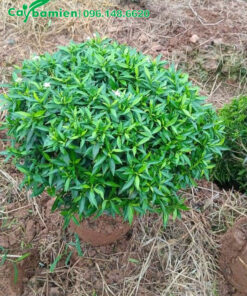 Cây Mai Vạn Phúc cao 40cm vừa mới bứng bầu