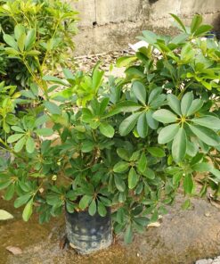 Bán cây ngũ gia bì tại vườn