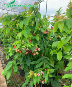 Nhà vườn có mái che, chăm sóc những cây hoa sử quân tử cao 1m5