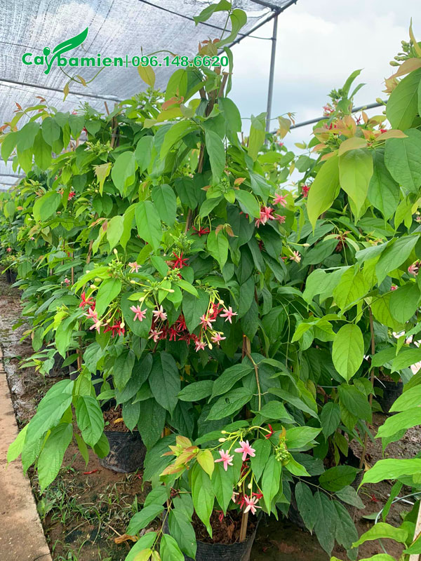 Nhà vườn có mái che, chăm sóc những cây hoa sử quân tử cao 1m5