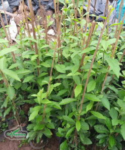 Nhân giống cây Cúc Tần Ấn Độ để chúng leo theo thanh tre