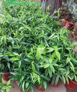 Cây giống Trúc Nhật số lượng lớn