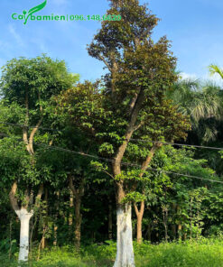 Quét vôi vào thân cây vú sữa để phòng sâu bệnh