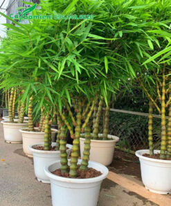 Trúc Quan Âm trồng chậu cao 80 - 100cm