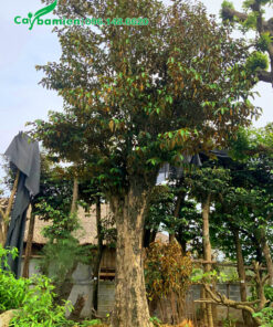 Hình ảnh cây vú sữa lâu năm