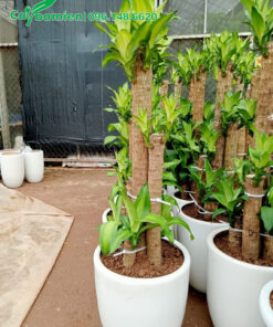 Chậu Thiết Mộc Lan mới trồng cao 1m2