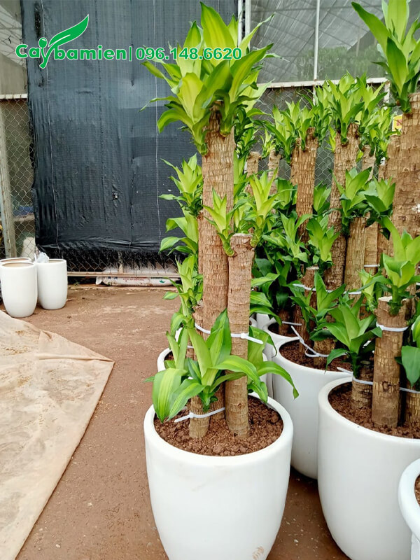 Chậu Thiết Mộc Lan mới trồng cao 1m2