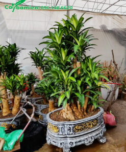 Thiết Mộc Lan lâu năm, gốc có kích thước khủng