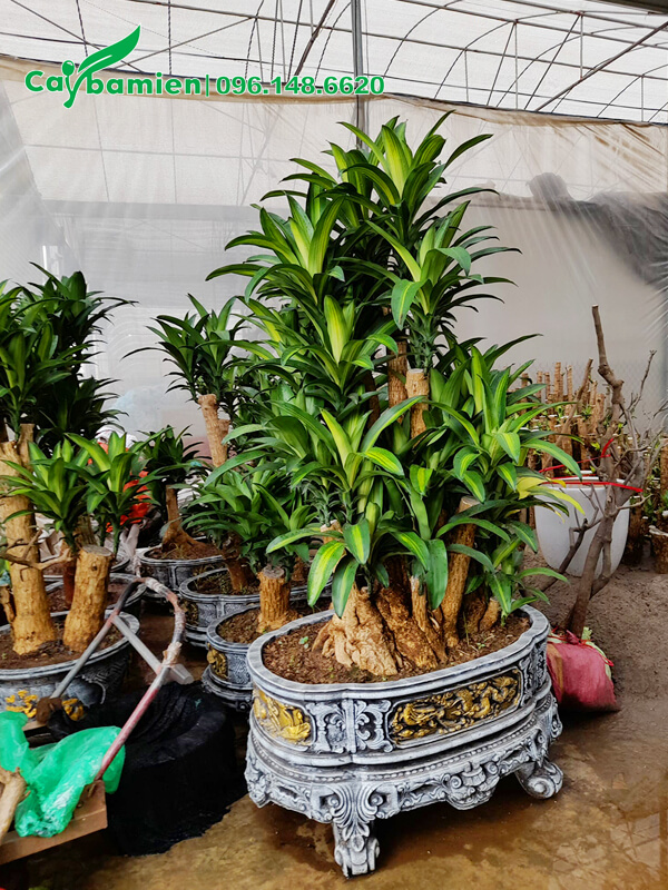 Thiết Mộc Lan lâu năm, gốc có kích thước khủng