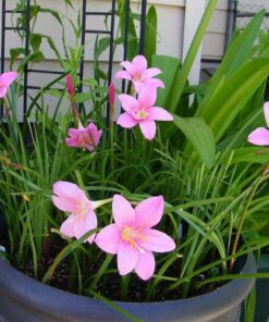 Hoa toc tiên đẹp