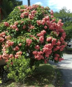 Bụi cây én hồng