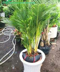 Bán cây cau vàng kèm cả chậu cảnh sứ cao cấp