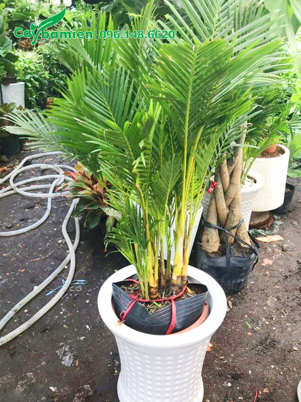 Bán cây cau vàng kèm cả chậu cảnh sứ cao cấp