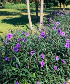 Hàng hoa chiều tím