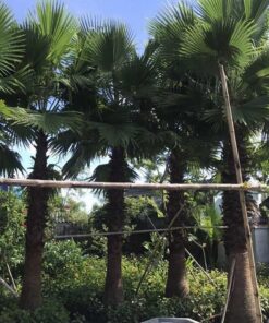 Dâm ủ cây cọ mỹ