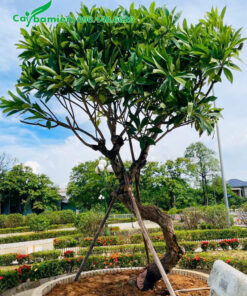 Cây hoa đại mới trồng, được chống cọc chắc chắn