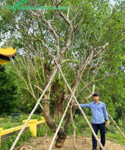 Cây Hoa Đại cổ thụ mới trồng và chống cọc
