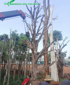 Dùng cần cẩu để di chuyển cây cho an toàn, dễ trồng