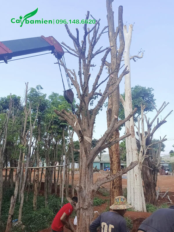 Dùng cần cẩu để di chuyển cây cho an toàn, dễ trồng