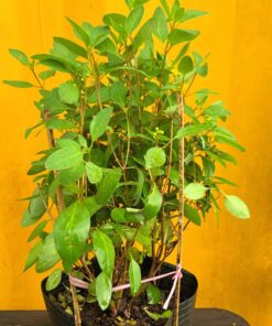 Chậu kim đồng vàng