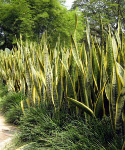 Bán cây lưỡi hổ số lượng lớn