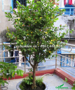 Cây Mai Tứ Quý trồng trong chậu, đặt ở sân thượng