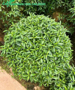 Cây có tán tròn xoe, đường kính 50cm