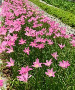 Bồn hoa tóc tiên