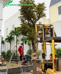 Trồng cây vú sữa trong sân vườn biệt thự