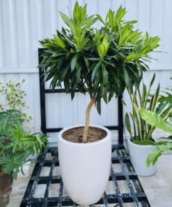 Trúc bách hợp nội thất