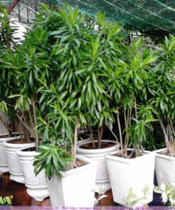 Bán trúc bách hợp phong thủy