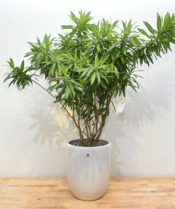 Cây trúc bách hợp