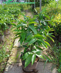 Trúc Nhật cao 50cm, còn nguyên bầu