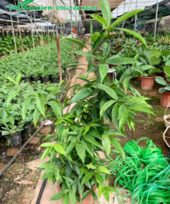 Mua cây Trúc Nhật trưởng thành giá rẻ