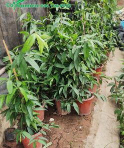 Trúc Nhật trồng chậu nhựa đơn giản, xanh tốt, tán đẹp