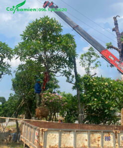 Cẩu và xếp cây hoa đại vàng lên thùng xe tải