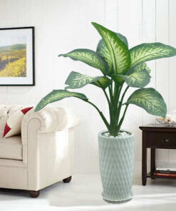 Cây vạn niên thanh nội thất