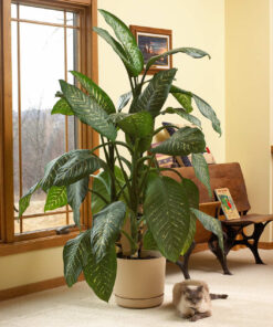 Cây vạn niên thanh phát tài