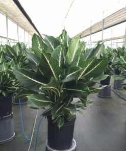 Bán cây vạn niên thanh