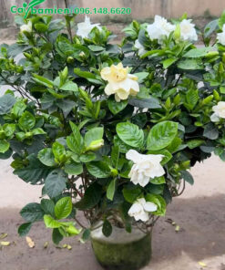 Cây nhỏ những xanh tốt và đang ra nhiều bông hoa to