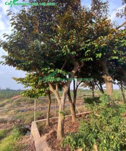 Cây ăn quả vú sữa tại vườn giâm ủ
