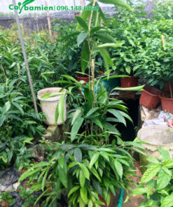 Chậu cây có cắm cọc buộc cho cây vươn thẳng