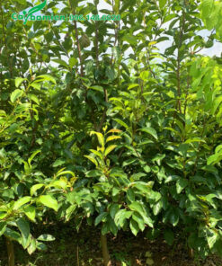 Cây giống Hồng Ngâm cao hơn 1m