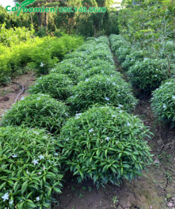 Mai Vạn Phúc trưởng thành, cao 35 - 40cm