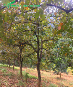 Vườn chuyên canh cây hồng ngâm nhiều năm