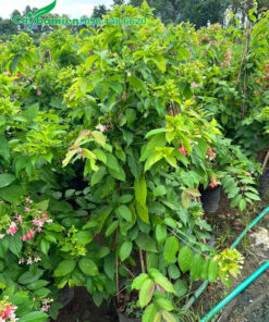 Cây hoa Sử Quân Tử đẹp, cao hơn 1m