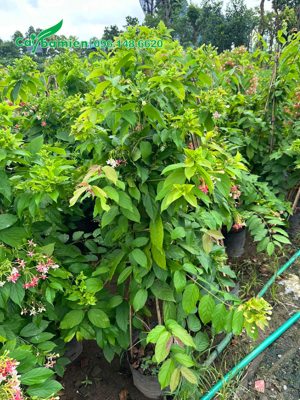 Cây hoa Sử Quân Tử đẹp, cao hơn 1m