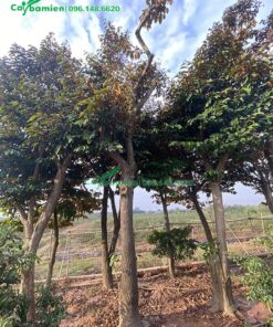 Hàng chục gốc cây vú sữa đã được giâm ủ