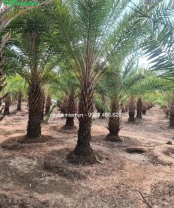 Vườn chà là đa dạng kích thước